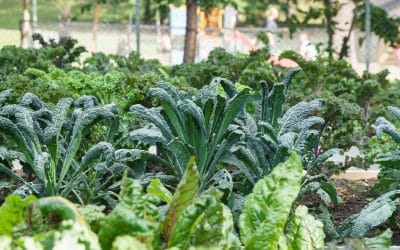 Tilskudd til urbant landbruk 2020 // Funding for urban agriculture projects 2020